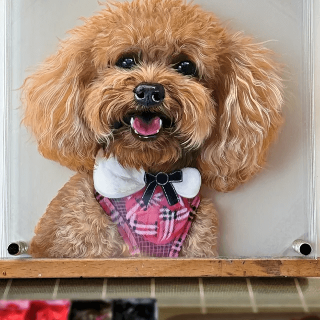 💝 Hot Sale - Custom 3D Pet Portrait: A Lifelike Masterpiece