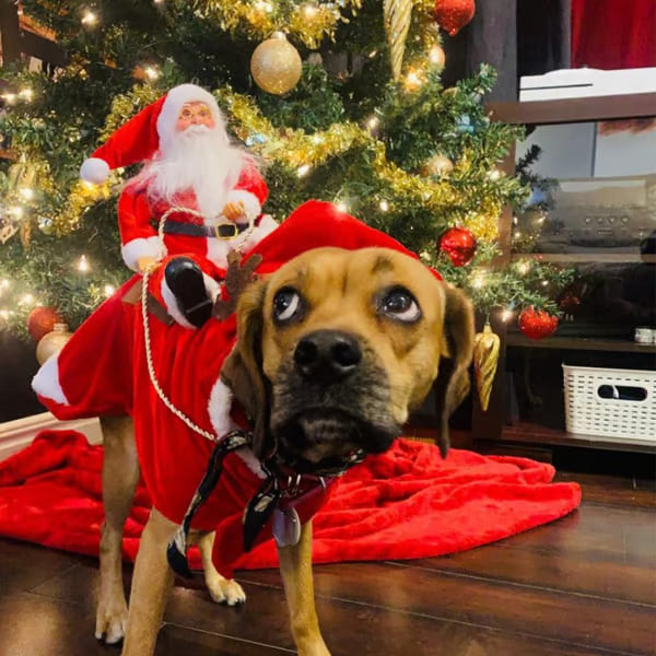 🎄 Christmas Clothes for Dogs and Cats 🐾 - Festive Outfits for Pets of All Sizes 🎅